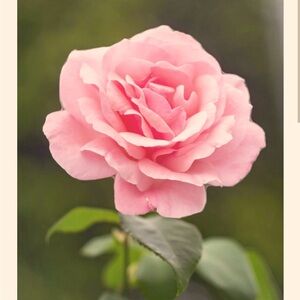 Meet your Posher, Sana